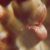 Bursa Altıparmak Escort MERVE - Kendi Evi + Masöz - Image 1